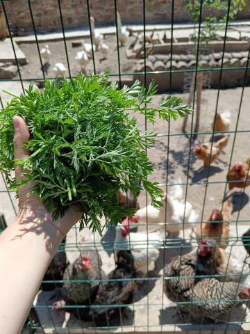 Листата от моркови са чудесно лакомство за пернатите ни дружки.